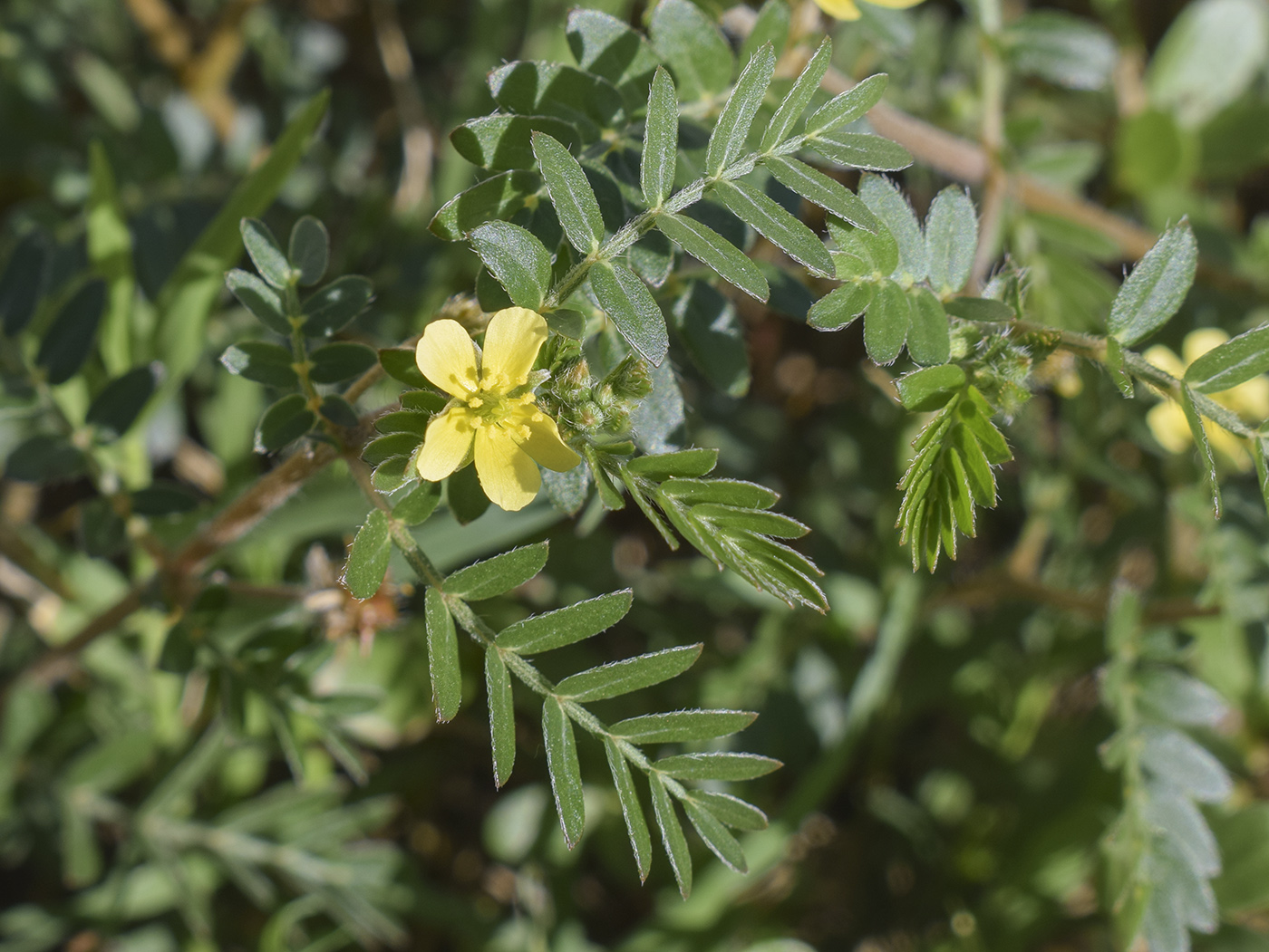 Image of Tribulus terrestris specimen.