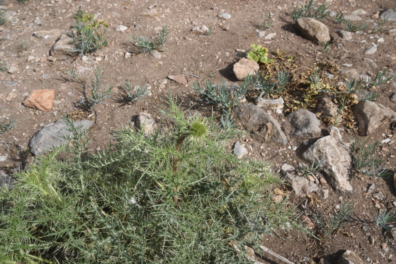 Image of familia Asteraceae specimen.