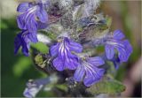Ajuga reptans. Цветки. Московская обл., Раменский р-н, окр. ж.-д. платформы Хрипань, просека в смешанном лесу. 30.05.2025.
