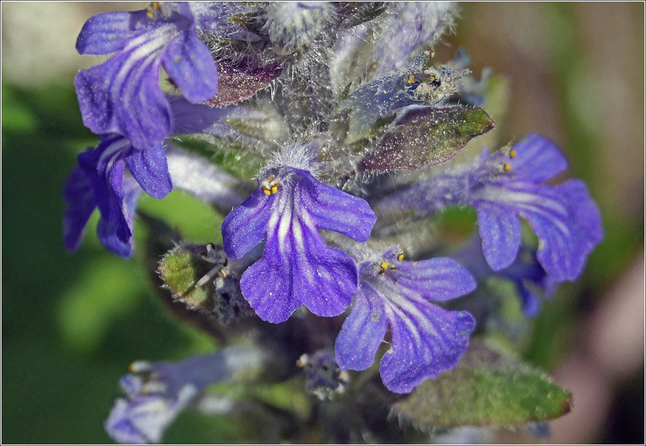 Image of Ajuga reptans specimen.