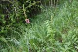 Onobrychis grandis