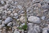 Scrophularia olympica