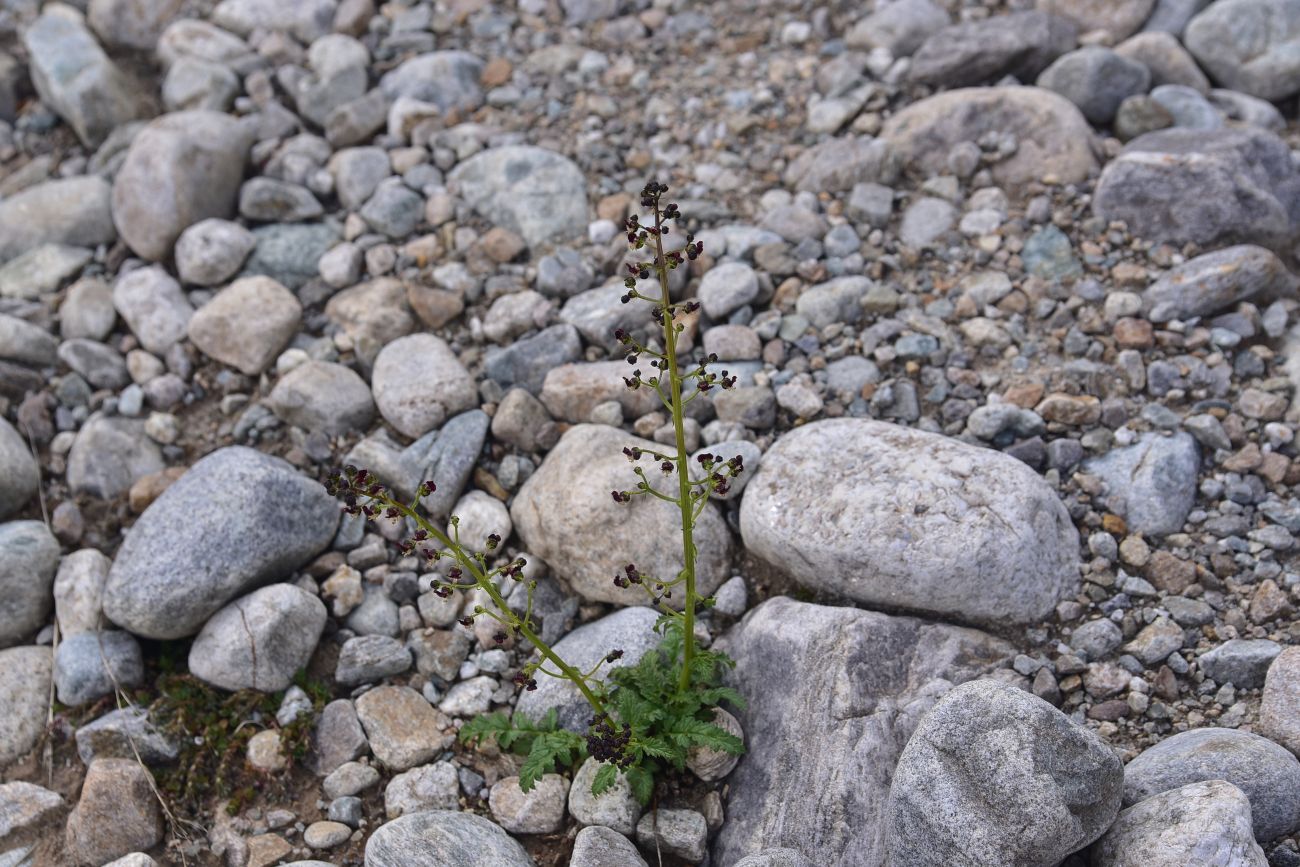 Изображение особи Scrophularia olympica.