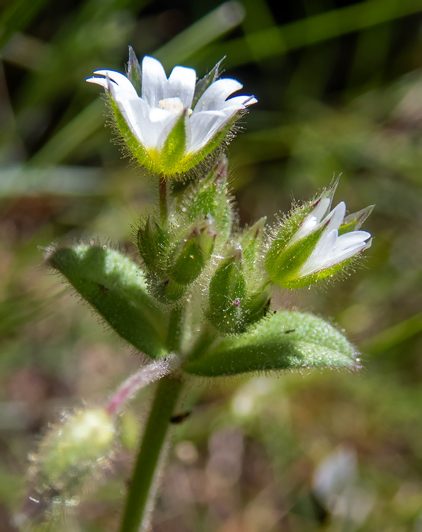 Image of Cerastium glutinosum specimen.