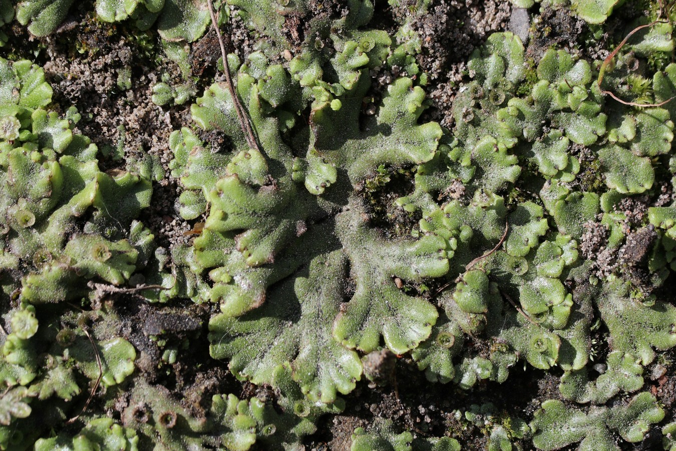 Image of Marchantia polymorpha specimen.