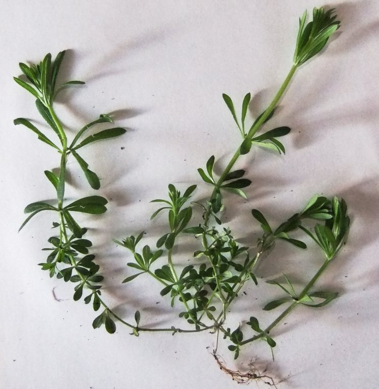 Изображение особи род Galium.