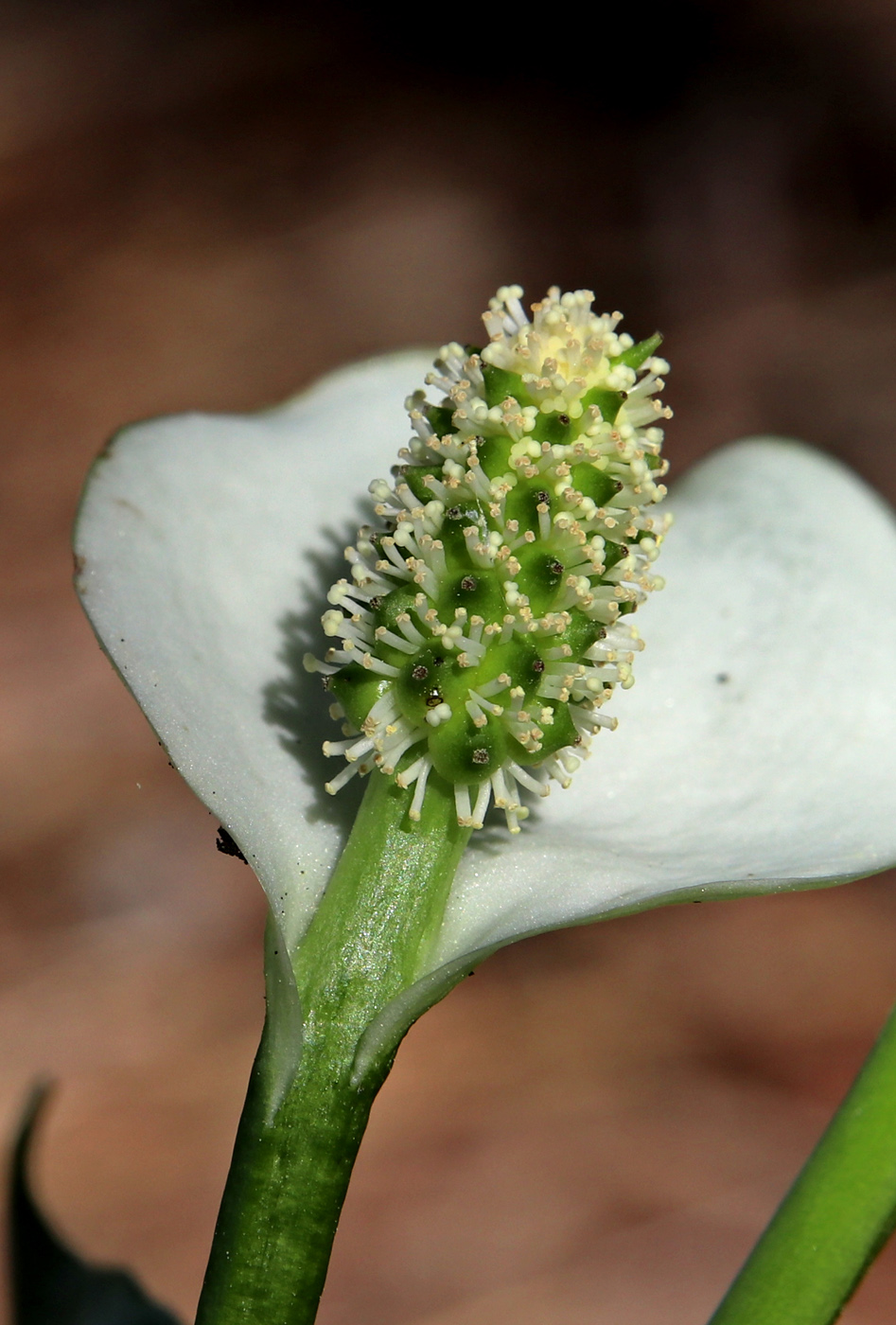 Image of Calla palustris specimen.
