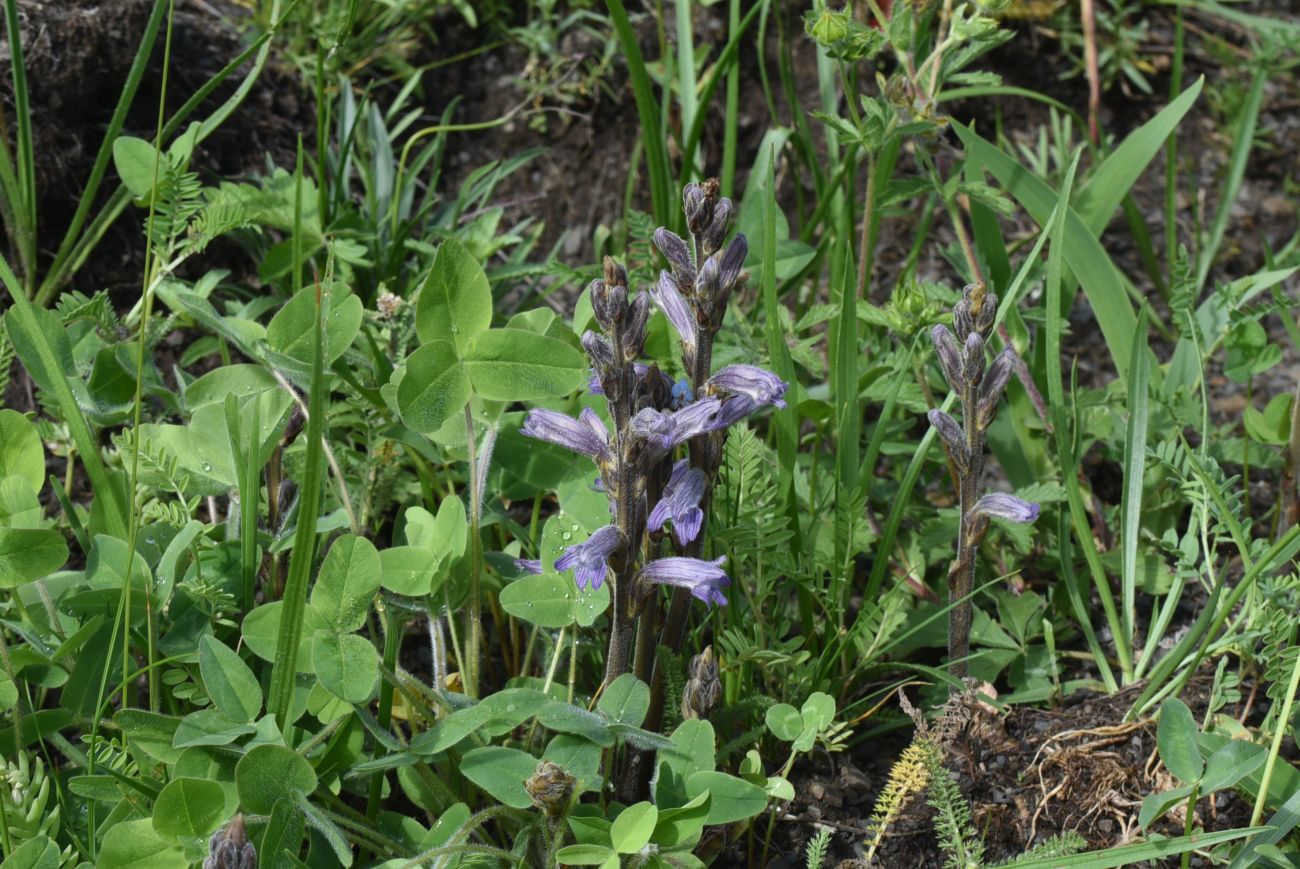 Изображение особи Phelipanche purpurea.