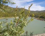 Image of taxon representative. Author is Татьяна Винокурова