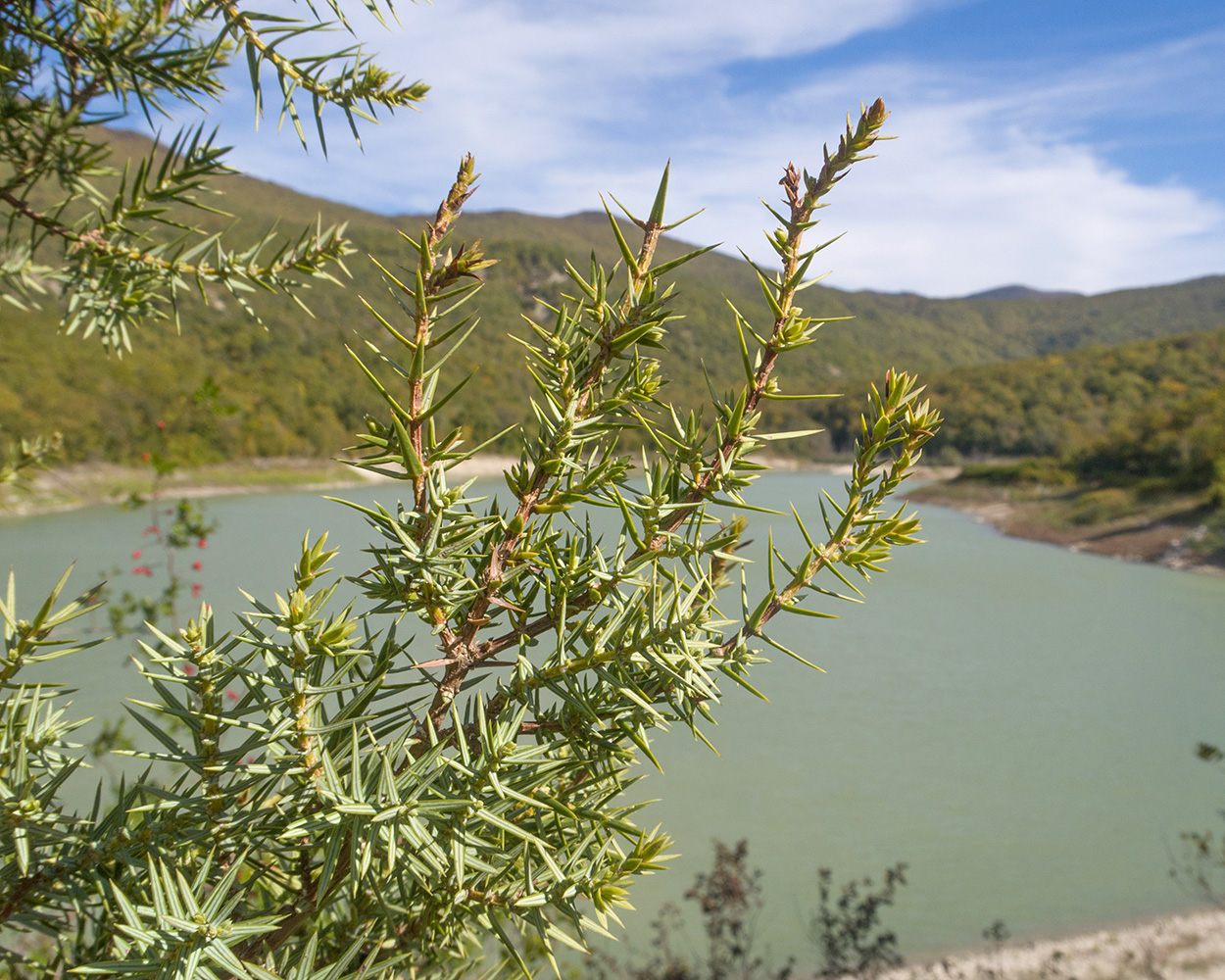 Image of Juniperus deltoides specimen.