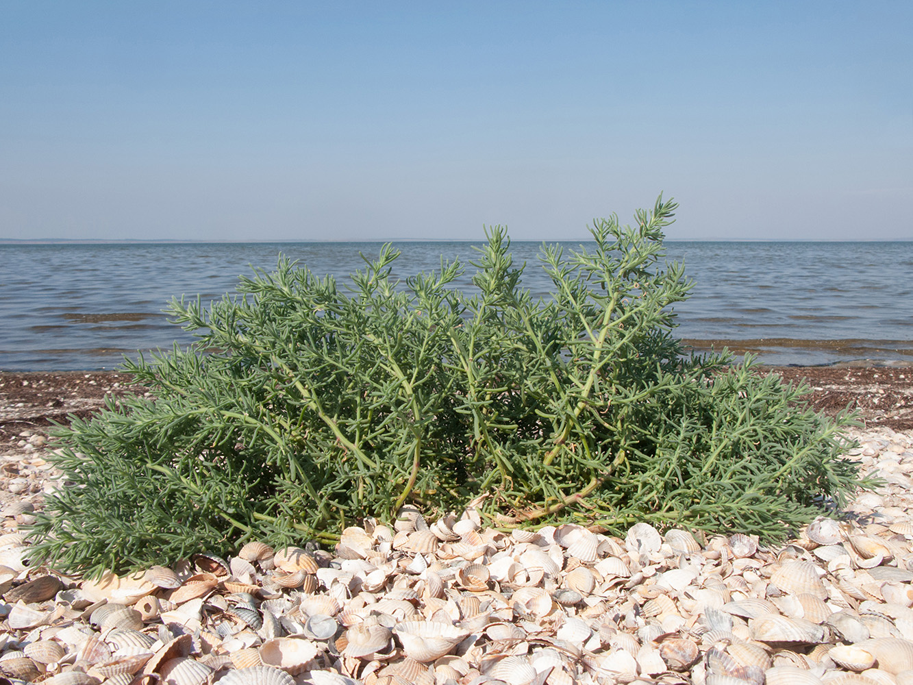 Изображение особи Spirobassia hirsuta.