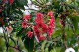 Corymbia ficifolia. Верхушка ветви с соцветием в каплях дождя. Португалия, Азорские о-ва, о-в Сан-Мигел, кальдера вулкана Фурнаш, парк \"Терра-Ноштра\", в культуре. 13.08.2025.