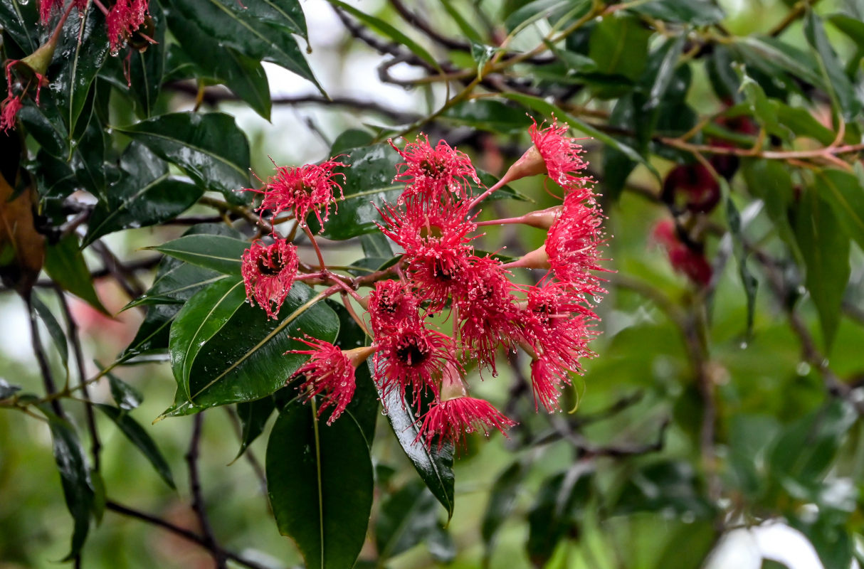 Image of Corymbia ficifolia specimen.