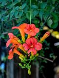 Campsis radicans. Соцветие. Китай, пров. Цзянсу, г. Сучжоу, в культуре. 27.05.2025.
