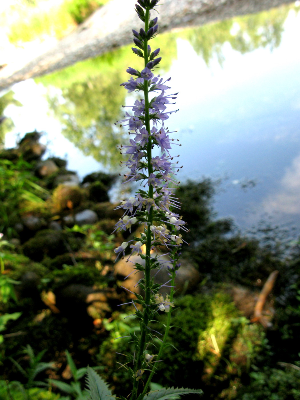 Image of Veronica taigischensis specimen.