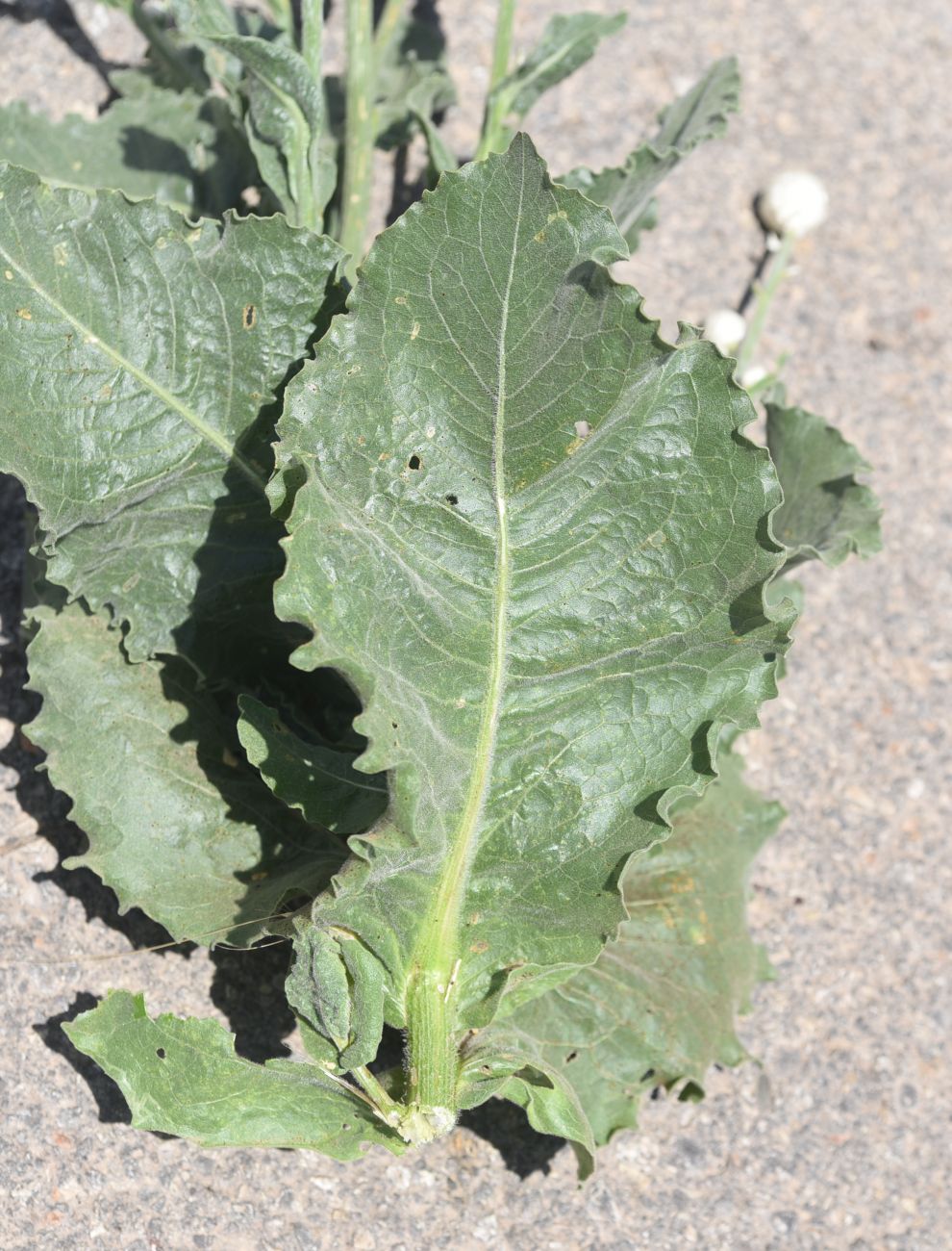 Image of Centaurea kurdica specimen.
