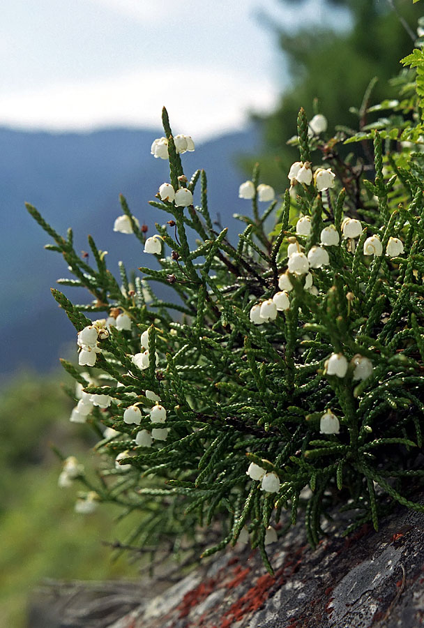 Изображение особи Cassiope redowskii.