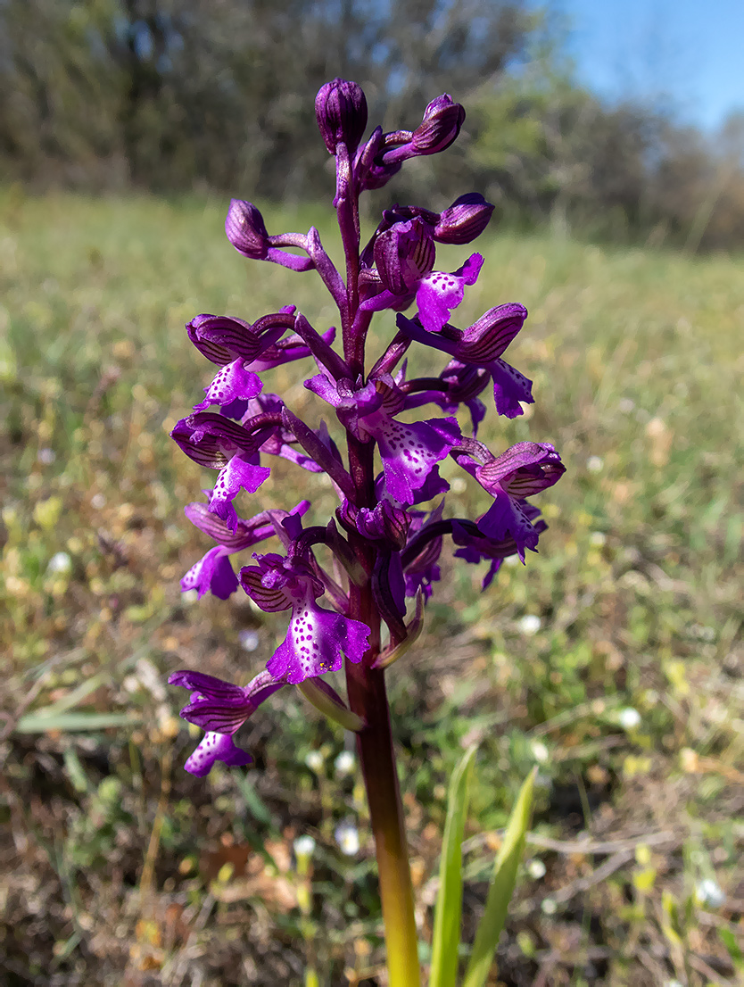 Image of Anacamptis morio ssp. caucasica specimen.