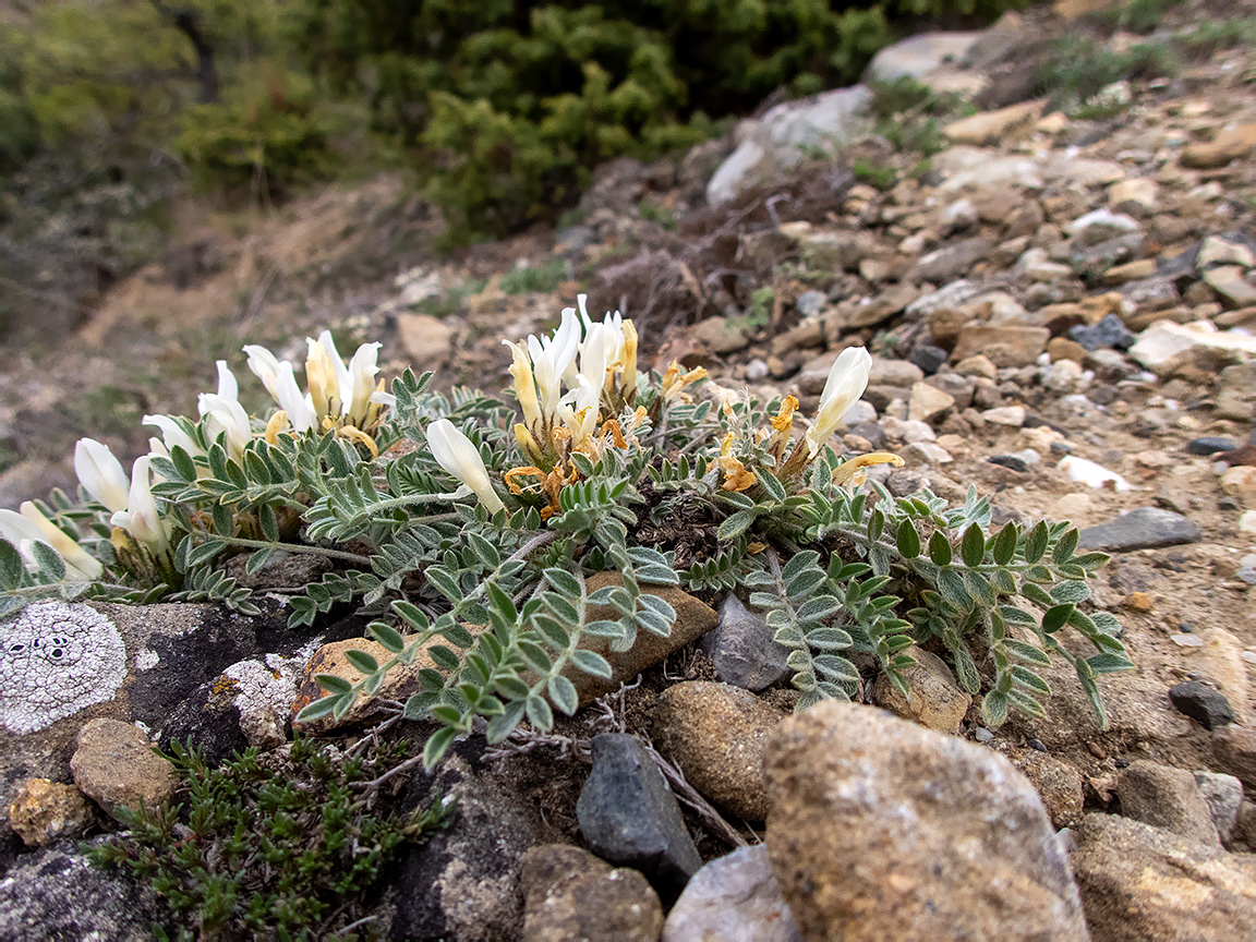 Изображение особи Astragalus rupifragus.
