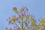 Jacaranda mimosifolia. Верхушка цветущего растения. Вьетнам, пров. Ламдонг, г. Далат, внутренний двор учебного заведения (Vocational Training College), в культуре. 17.02.2026.