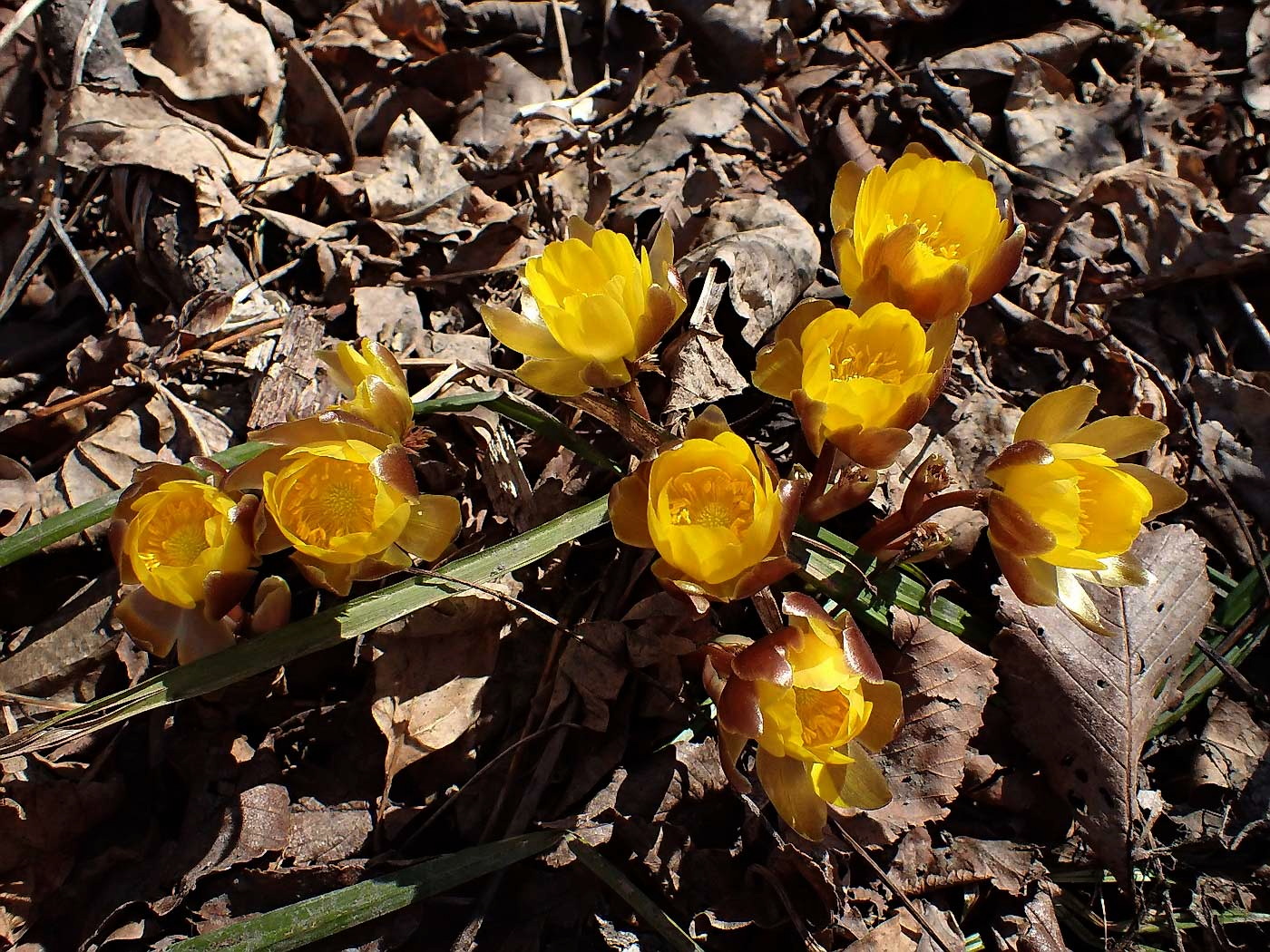 Image of Adonis amurensis specimen.