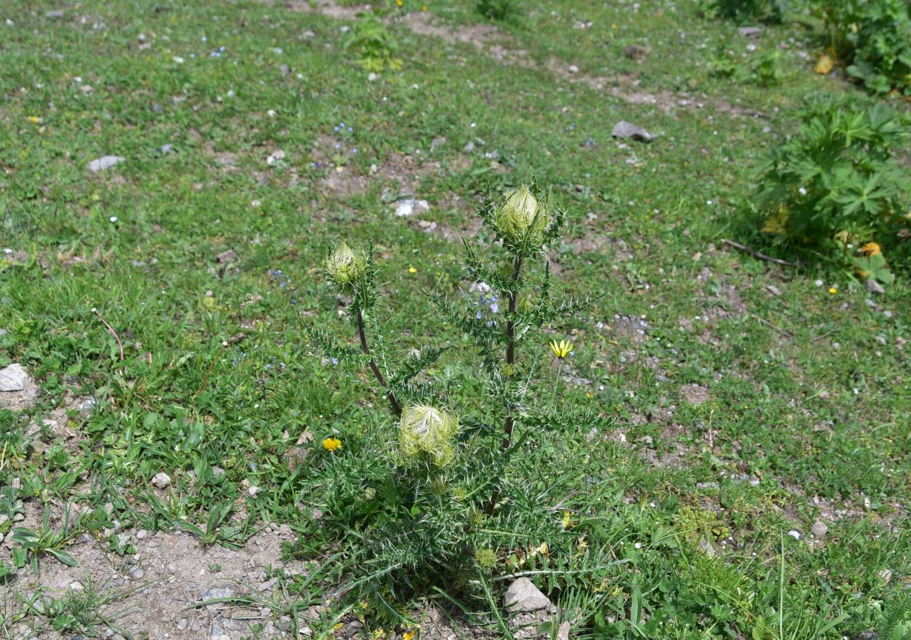 Image of genus Cirsium specimen.