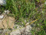 Crocus reticulatus. Плодоносящее растение. Краснодарский край, Крымский р-н, окр. станицы Неберджаевская, дол. р. Липки, пушистодубово-грабинниковый лес, задернованное скальное обнажение на месте старого заросшего карьера, на мергелевой крошке. 19.05.2026.