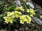 Chorispora songarica. Цветущее растение. Казахстан, Джунгарский Алатау, ущ. Текели, ≈ 1570 м н.у.м., донная часть ущелья. 26 апреля 2026 г.