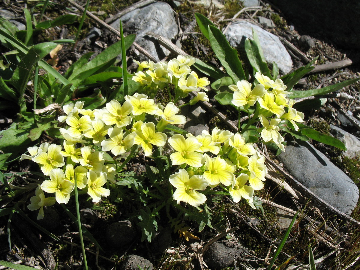 Image of Chorispora songarica specimen.