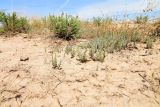 Salsola dendroides. Вегетирующие ювенильные растения (на втором плане - материнское растение). Астраханская обл., Камызякский р-н, окр.с. Бирючек, низина между бэровскими буграми, суглинок с признаками засоления. 11.06.2026.