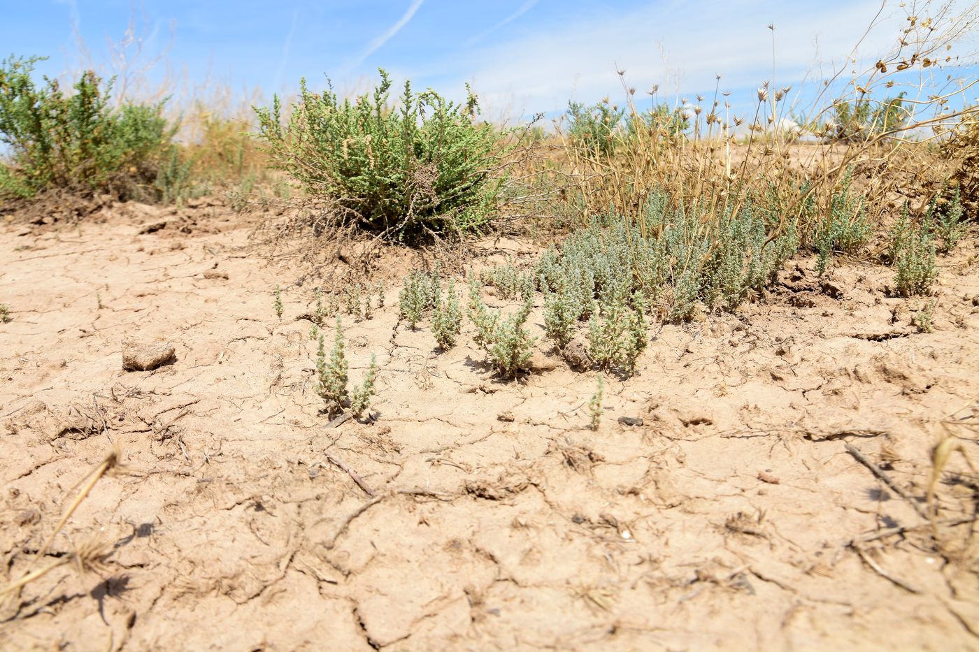 Image of Salsola dendroides specimen.