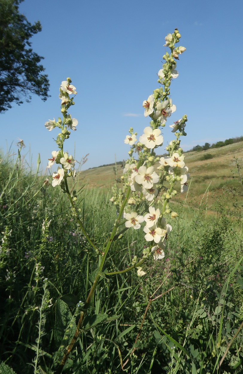 Изображение особи Verbascum marschallianum.