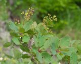 Cotinus coggygria. Ветки с соцветиями. Краснодарский край, Крымский р-н, окр. станицы Неберджаевская, дол. р. Липки, пушистодубово-грабинниковое редколесье, задернованное скальное обнажение на месте старого заросшего карьера, на обломках мергеля. 19.05.2026.