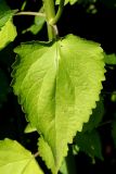 Agastache mexicana. Лист с небольшими повреждениями с частью стебля. Белгородская обл., пос. Ракитное, ул. Сосновая, 2, в культуре. 22 июля 2026 г.