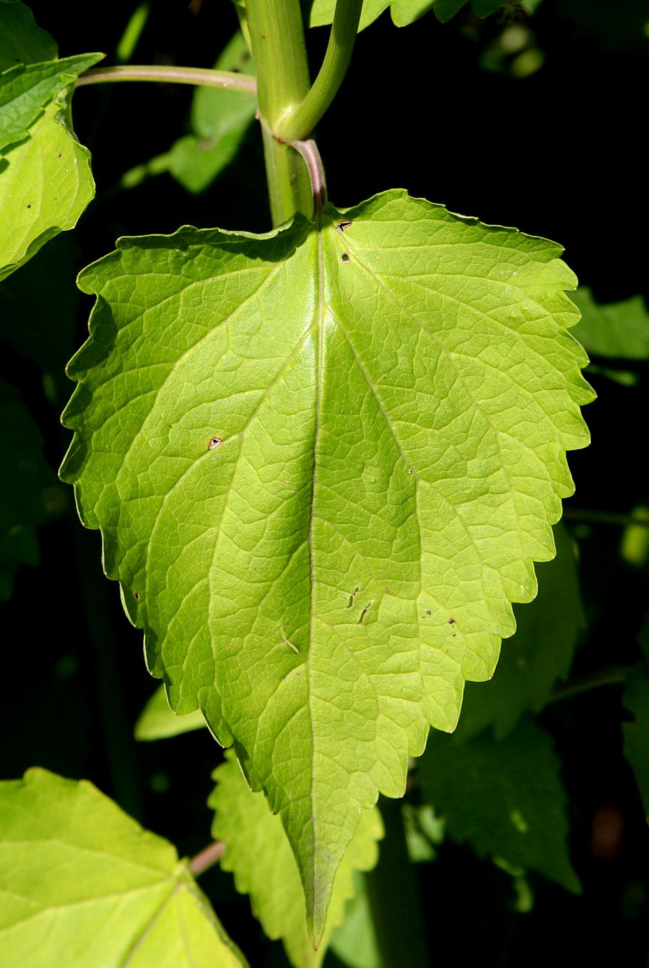 Изображение особи Agastache mexicana.