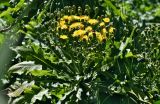 Sonchus fruticosus