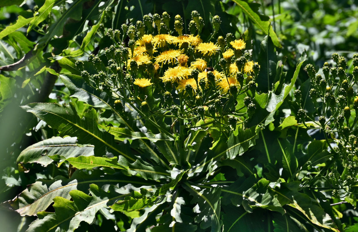 Image of Sonchus fruticosus specimen.