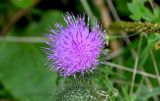 Смотреть изображение Cirsium vulgare