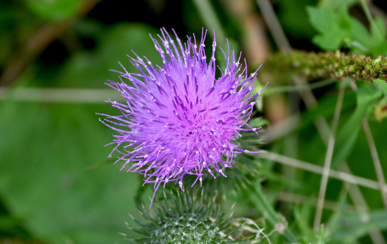 Изображение особи Cirsium vulgare.