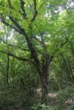 Juglans regia. Взрослое дерево. Крым, Севастополь, Байдарская дол., смешанный лиственный лес вдоль р. Узунджа. 19.08.2026.