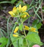 genus Lysimachia. Соцветие. Краснодарский край, курорт \"Роза Хутор\", обочина тропы \"Озёрный траверс\". 19.08.2026.