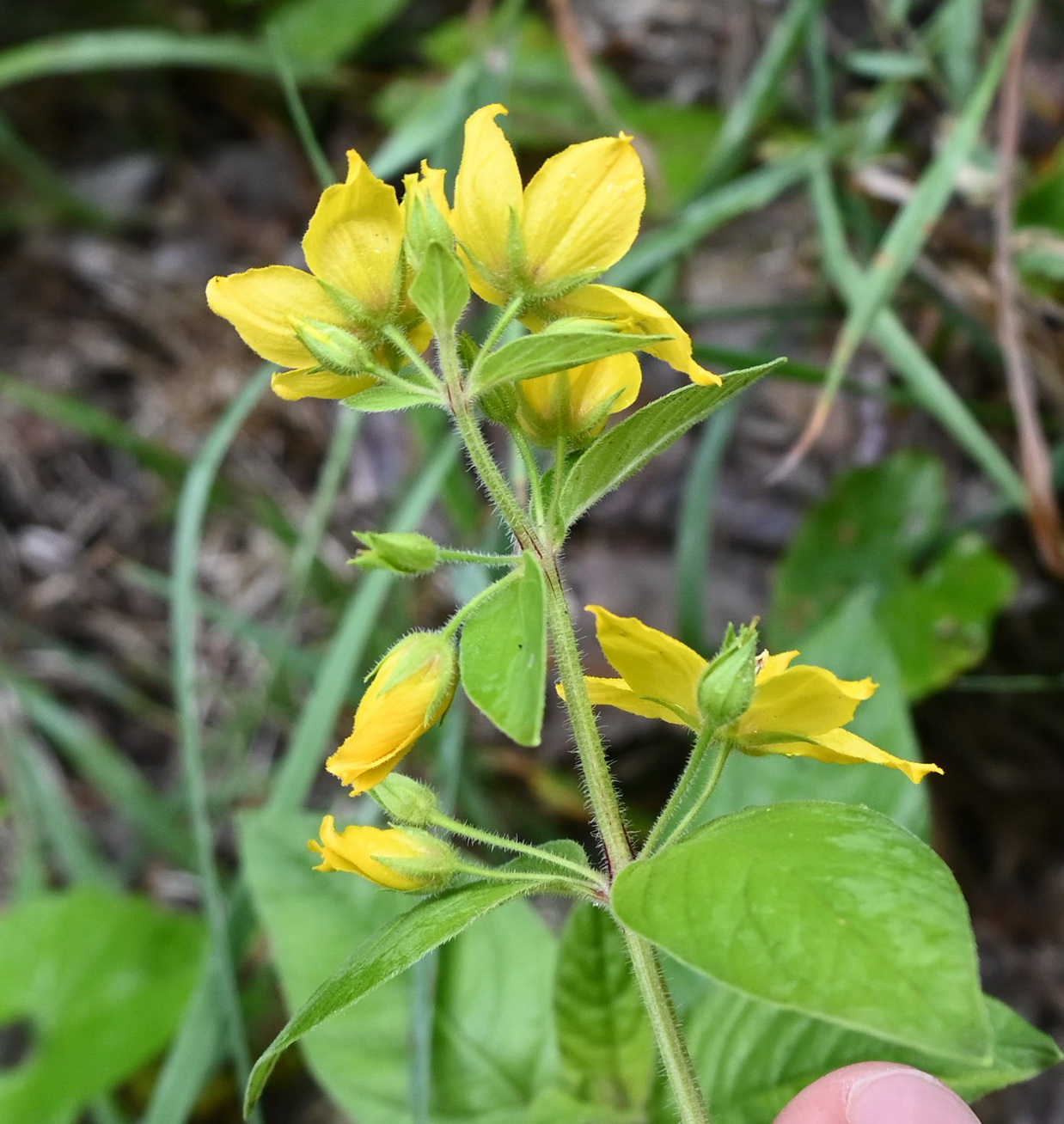 Image of genus Lysimachia specimen.