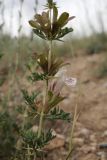 genus Lagochilus. Часть побега с цветком и бутонами. Таджикистан, Согдийская обл., Айнинский р-н; Памиро-Алай, Фанские горы, подножье горы Сарытаг, ≈ 2440 м н.у.м., щебнистый склон. 27 июня 2026 г.