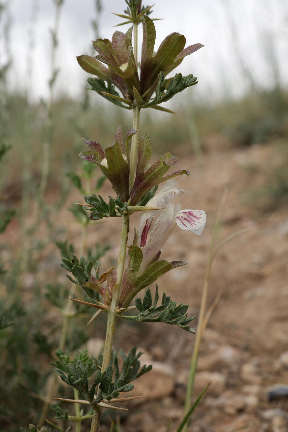 Image of genus Lagochilus specimen.