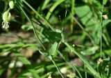 unknown species. Часть побега. Турция, ил Артвин, окр. храма Отхта, луг. 13 июня 2026 г.