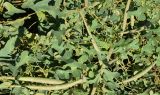 Cynanchum sibiricum. Побеги с не вскрывшимися плодами. Узбекистан, г. Ташкент, Ботанический сад им. Ф.Н. Русанова, в культуре. 05.10.2026.