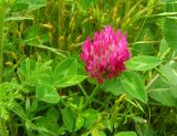 Trifolium pratense