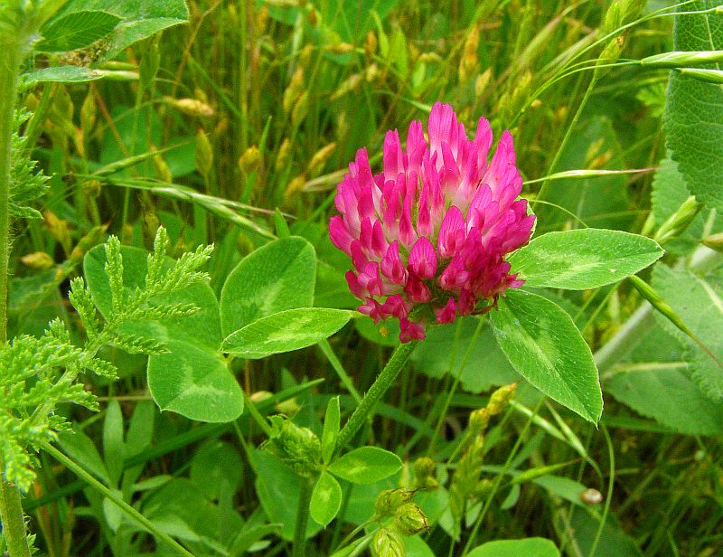 Изображение особи Trifolium pratense.