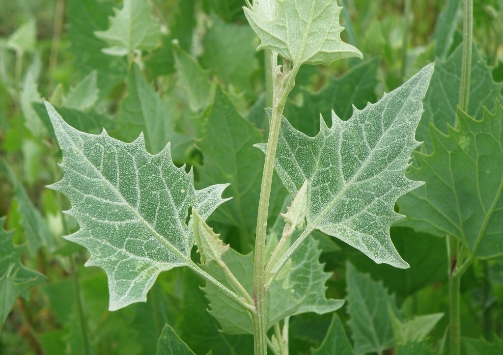 Image of Atriplex micrantha specimen.