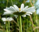 Leucanthemum vulgare